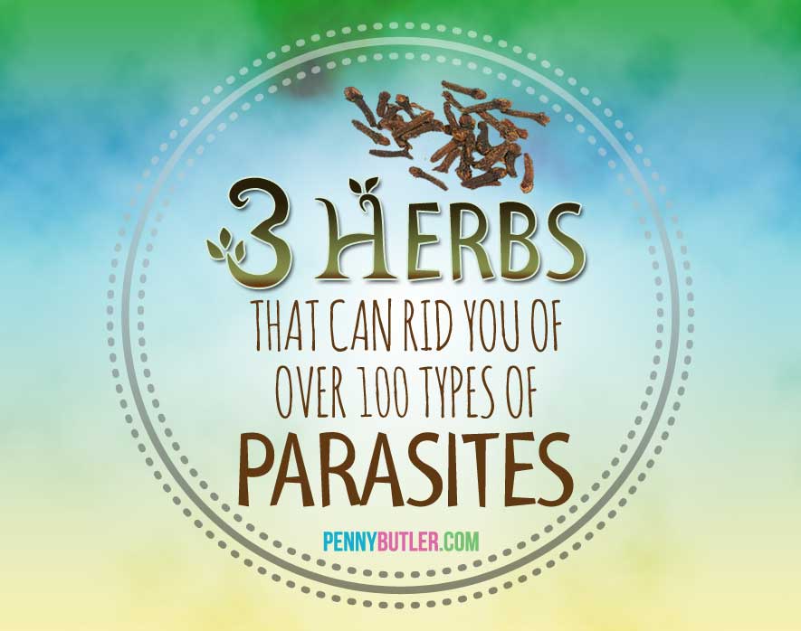 3 Herbs Parasite Cleanse