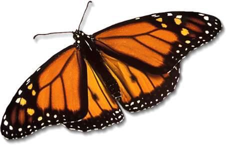 monarch