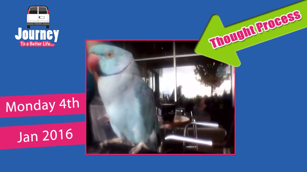 parrot