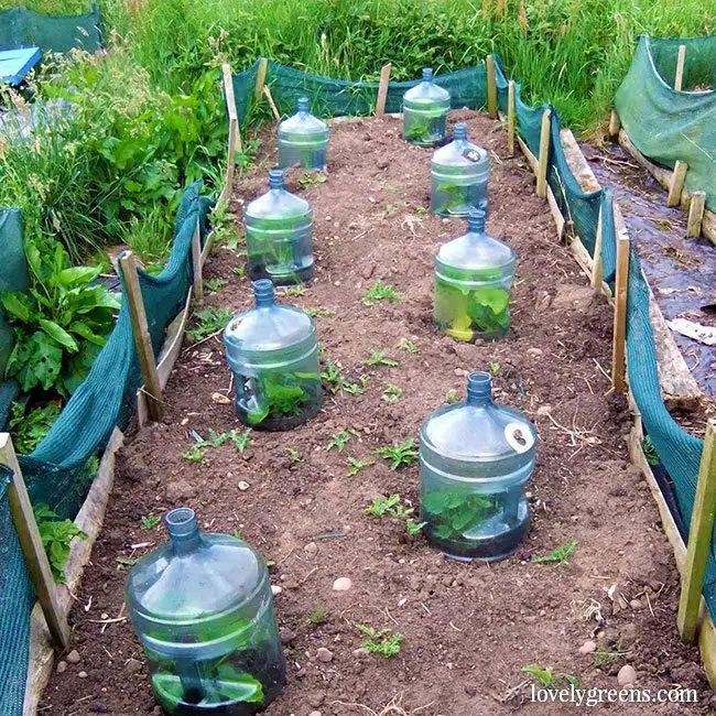 large-plastic-water-bottle-cloche