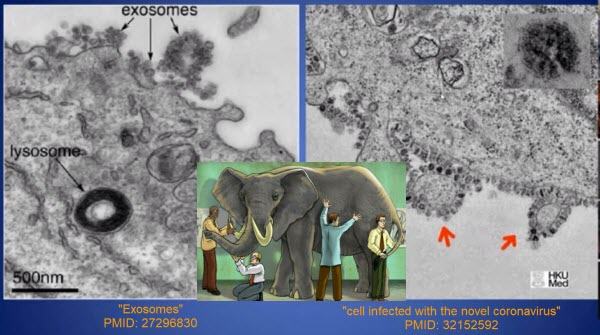 Exosomes-Covid-Debate-elephant